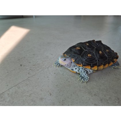 테라핀거북이(오네이트)